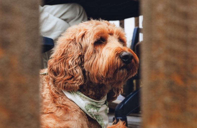 Kustpark nieuwpoort vakantie met hond